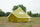 8 Person Bell Tent 4M Olive green